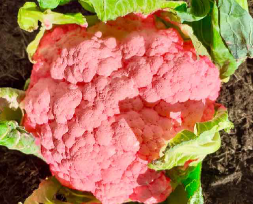 A bright pink cauliflower surrounded by green leaves.
