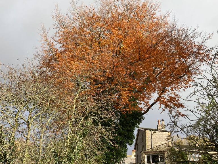 J. R. Carpenter: the trees – OSMOSIS PRESS