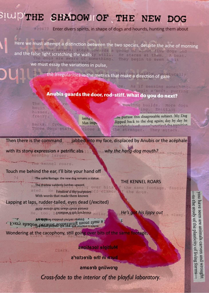 The Shadow of the New Dog

The image is dominated by a pink biomorph vaguely suggestive of a dog, mirrored in dark red underneath. Collaged fragments of illegible and semi-legible text are dotted around. The most prominent textual elements read:

Enter divers spirits, in shape of dogs and hounds, hunting them about

Here we must attempt a distinction between the two species, despite the ache of morning
and the false light scratching the walls
	we must essay the variations in pulse, 
		the irregularities in the metrics that make a direction of gaze  

Anubis guards the door, rod-stiff. What do you do next?

Then there is the command	jabbed into my face, displaced by Anubis or the acéphale 
with its stony expression + petrific abs 		why the hang-dog mouth?

Touch me behind the ear, I’ll bite your hand off
							THE KENNEL ROARS

Lapping at laps, rudder-tailed, eyes dead (/excited)
							He’s got his lippy out

Wondering at the cacophony, still going over bits of the same footage, 

Cross-fade to the interior of the playful laboratory.